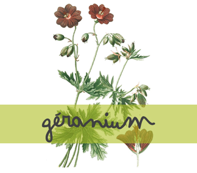 soin-huile-essentielle_geranium