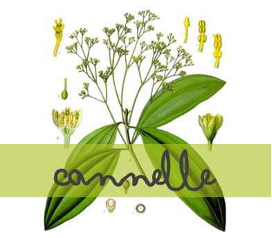 soin-huile-essentielle_cannelle2