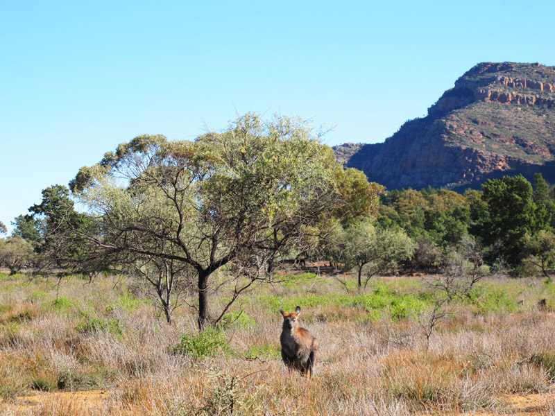 Tête à tête avec un wallaby aux Flinder Ranges