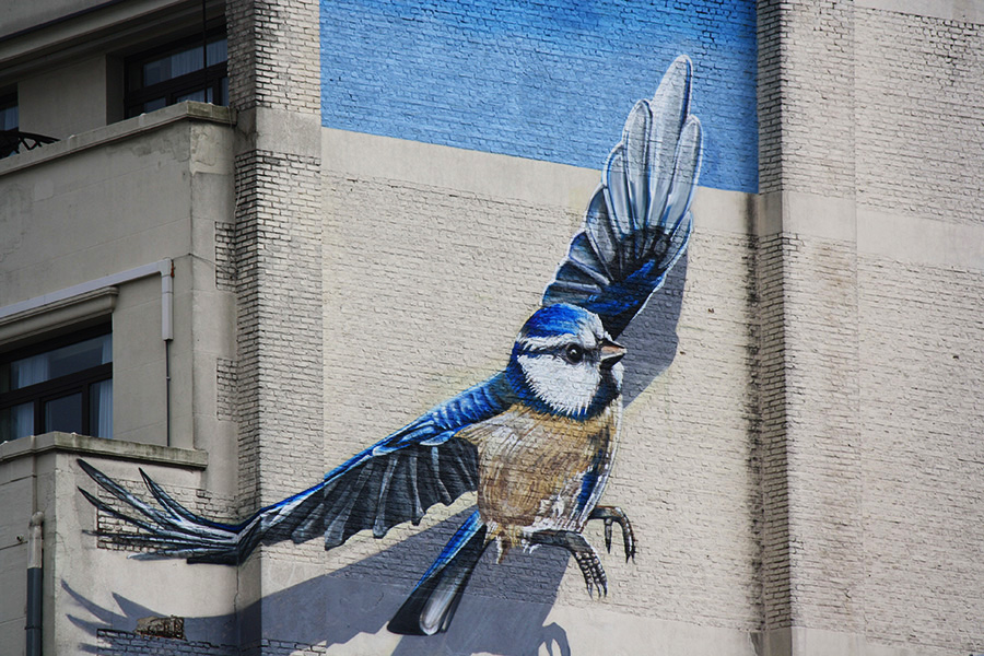 Street-art oiseau