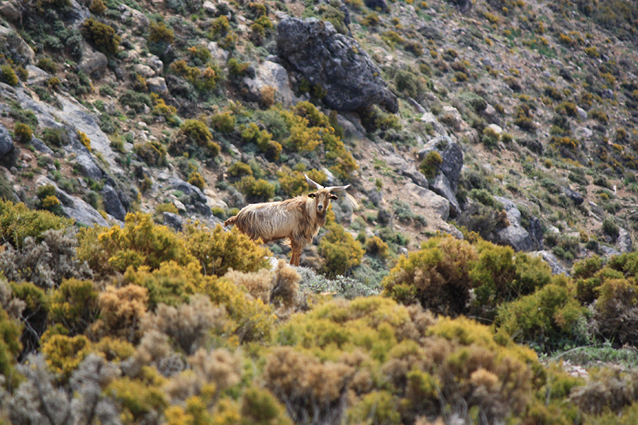 Chèvre espagnol dans la montagne