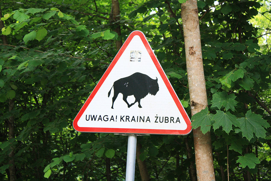 Panneau attention bison