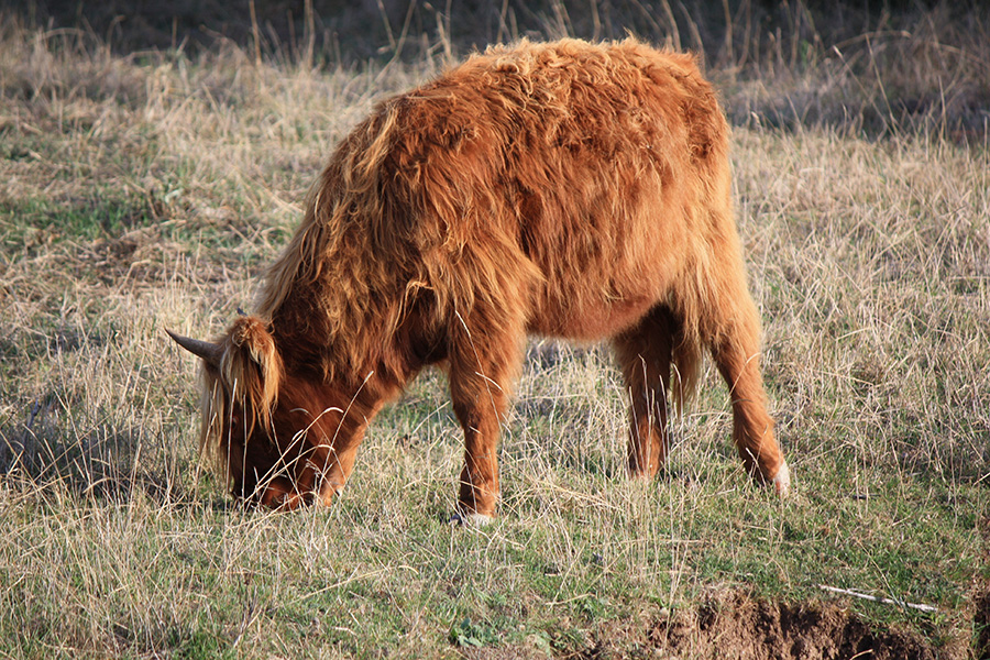 Vache Highland dans les marais