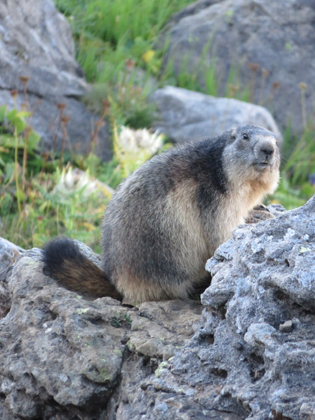 GR TMB marmotte alpes