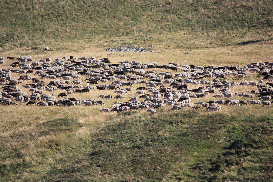 Berger et moutons d'Auvergne