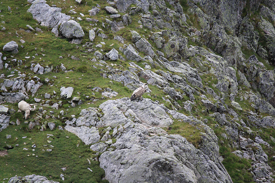 Alpes, aigle venant d'attraper une brebis