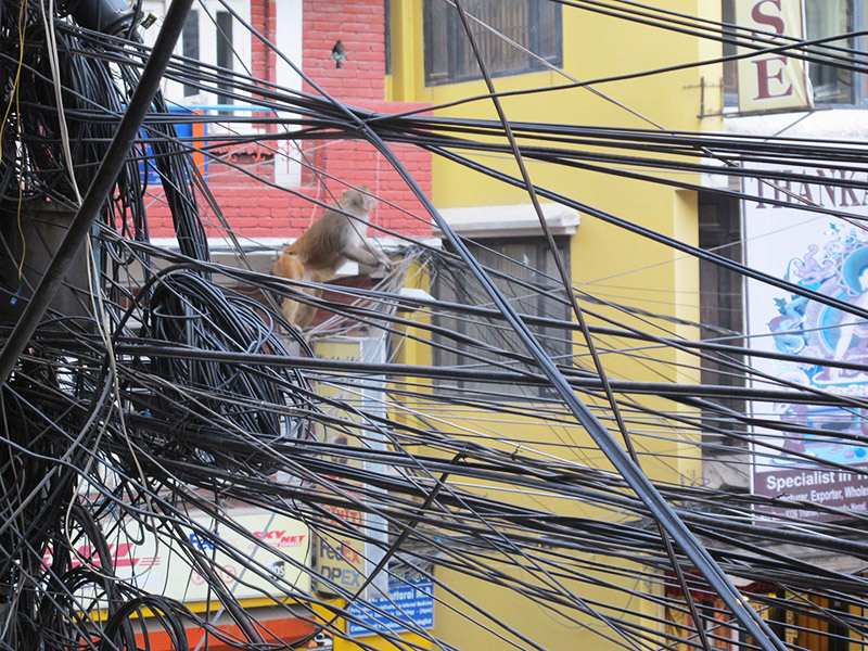 Nepal Katmandou singe cables telephoniques