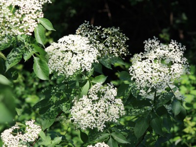 Lire la suite à propos de l’article Jus de sureau (sambucus)