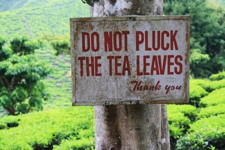 Lire la suite à propos de l’article Cameron Highlands : thé de Malaisie