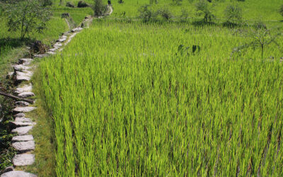 Rizières de Banaue et Batad