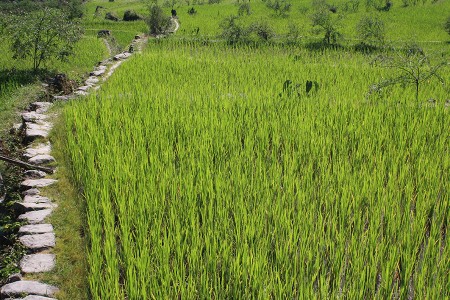 Lire la suite à propos de l’article Rizières de Banaue et Batad