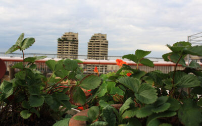 Biodivercity, des jardins sur les toits