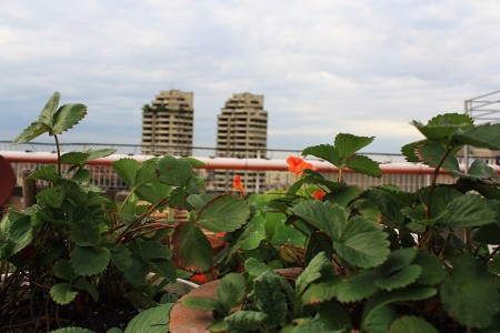 Lire la suite à propos de l’article Biodivercity, des jardins sur les toits