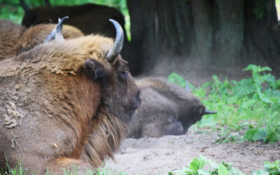 Białowieża et ses bisons