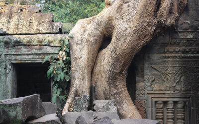Un rêve à Ta Prohm