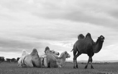 Le mini Gobi ou semi-Gobi