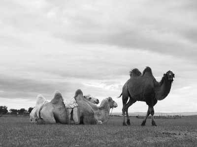 Lire la suite à propos de l’article Le mini Gobi ou semi-Gobi