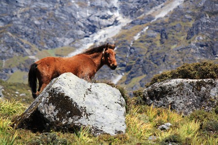 Lire la suite à propos de l’article Trek au Langtang : nos débuts