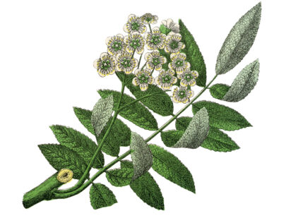 Huiles essentielles : se soigner avec des potions magiques !
